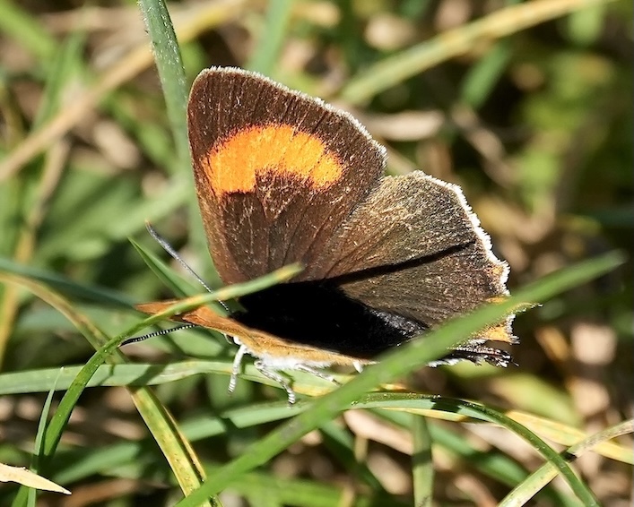 brown hairstreak